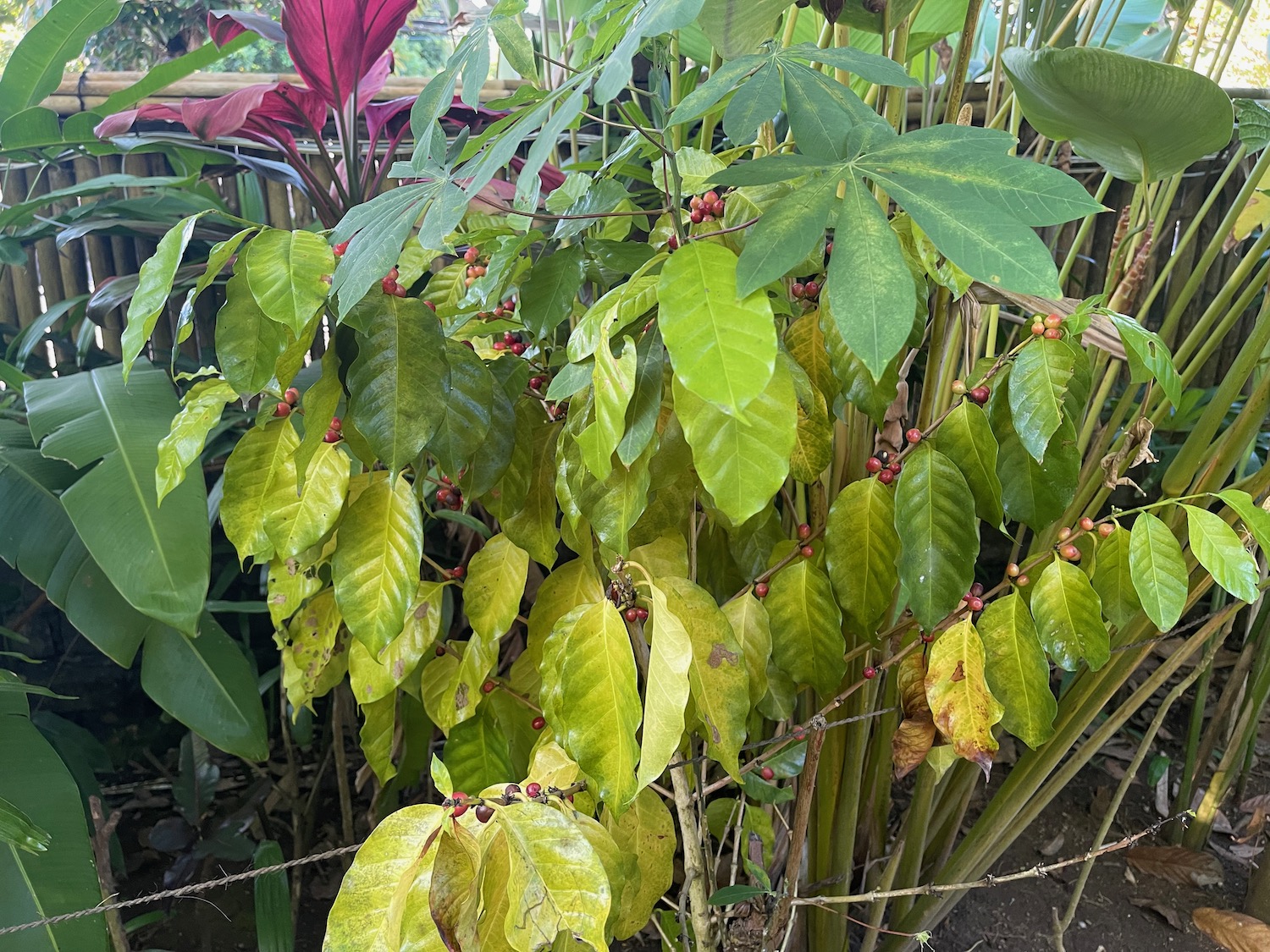 a plant with green leaves