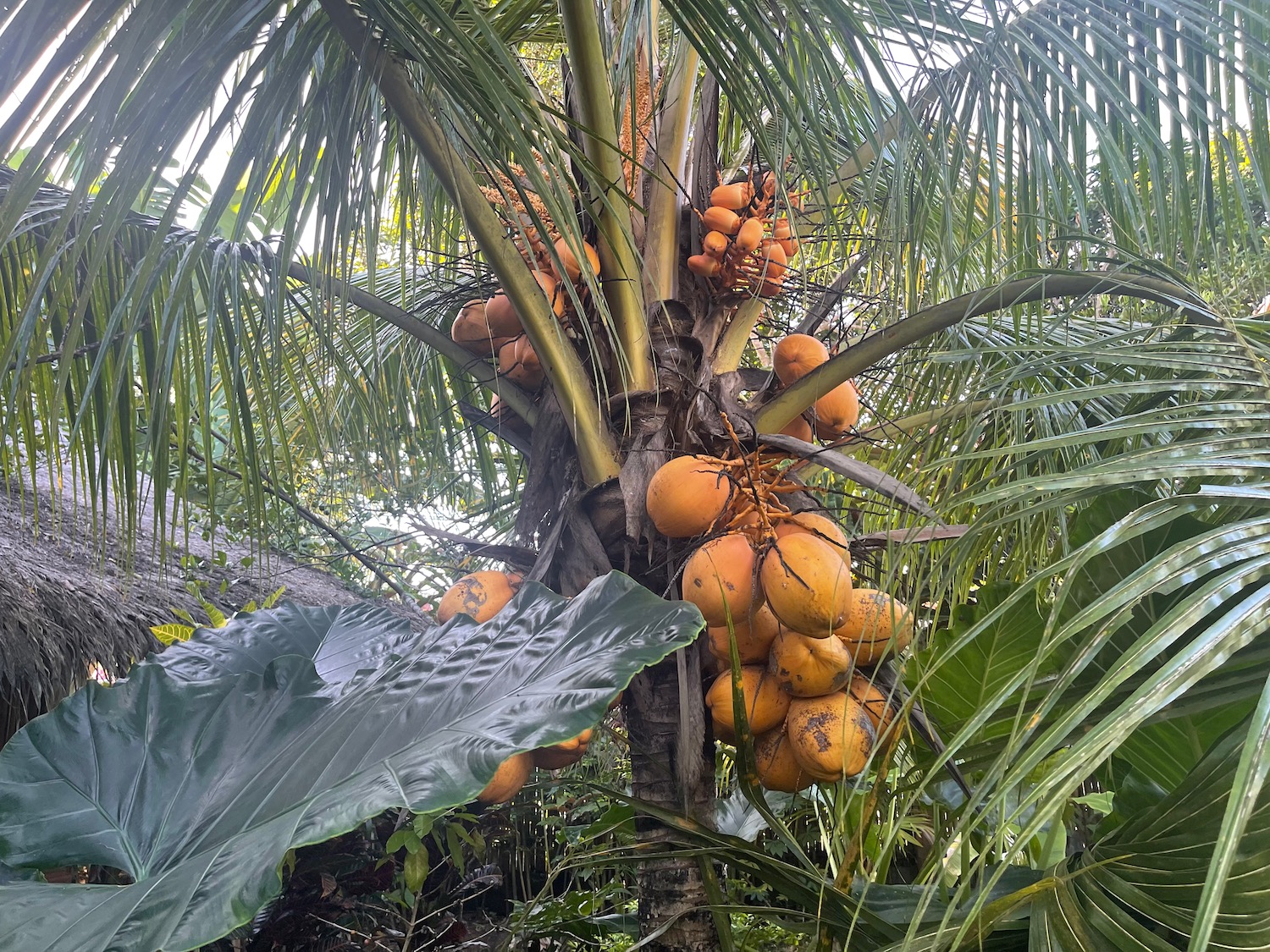 a tree with fruits on it