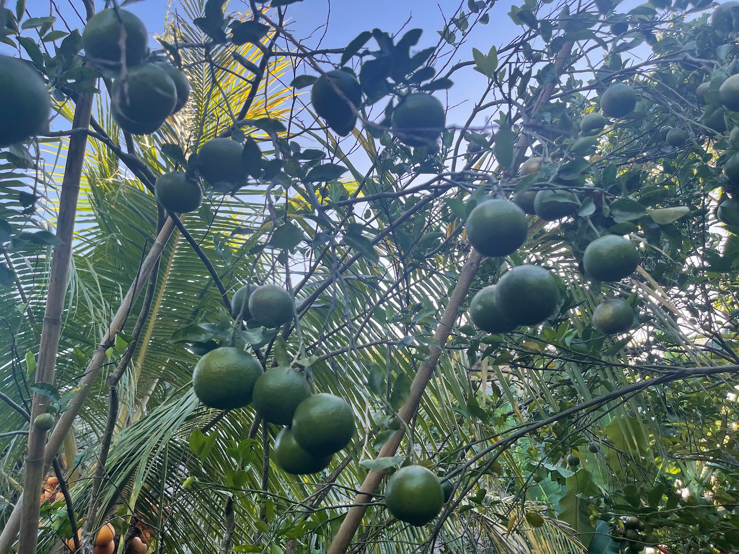 a tree with fruits on it