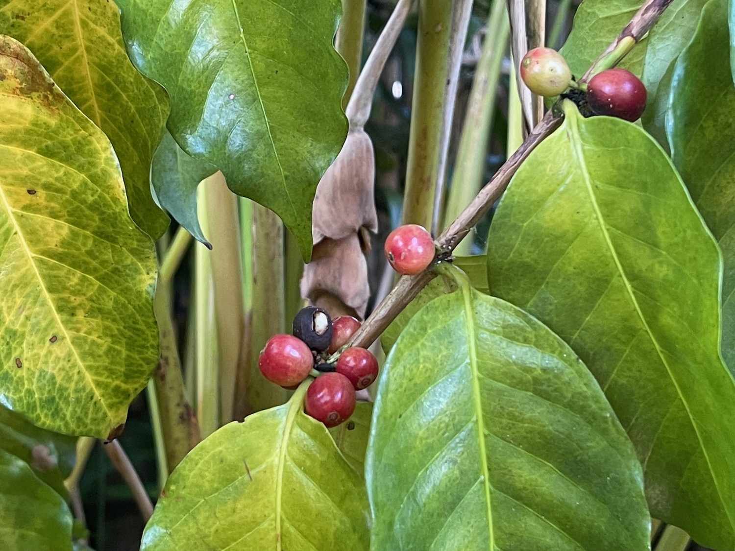 a plant with red berries