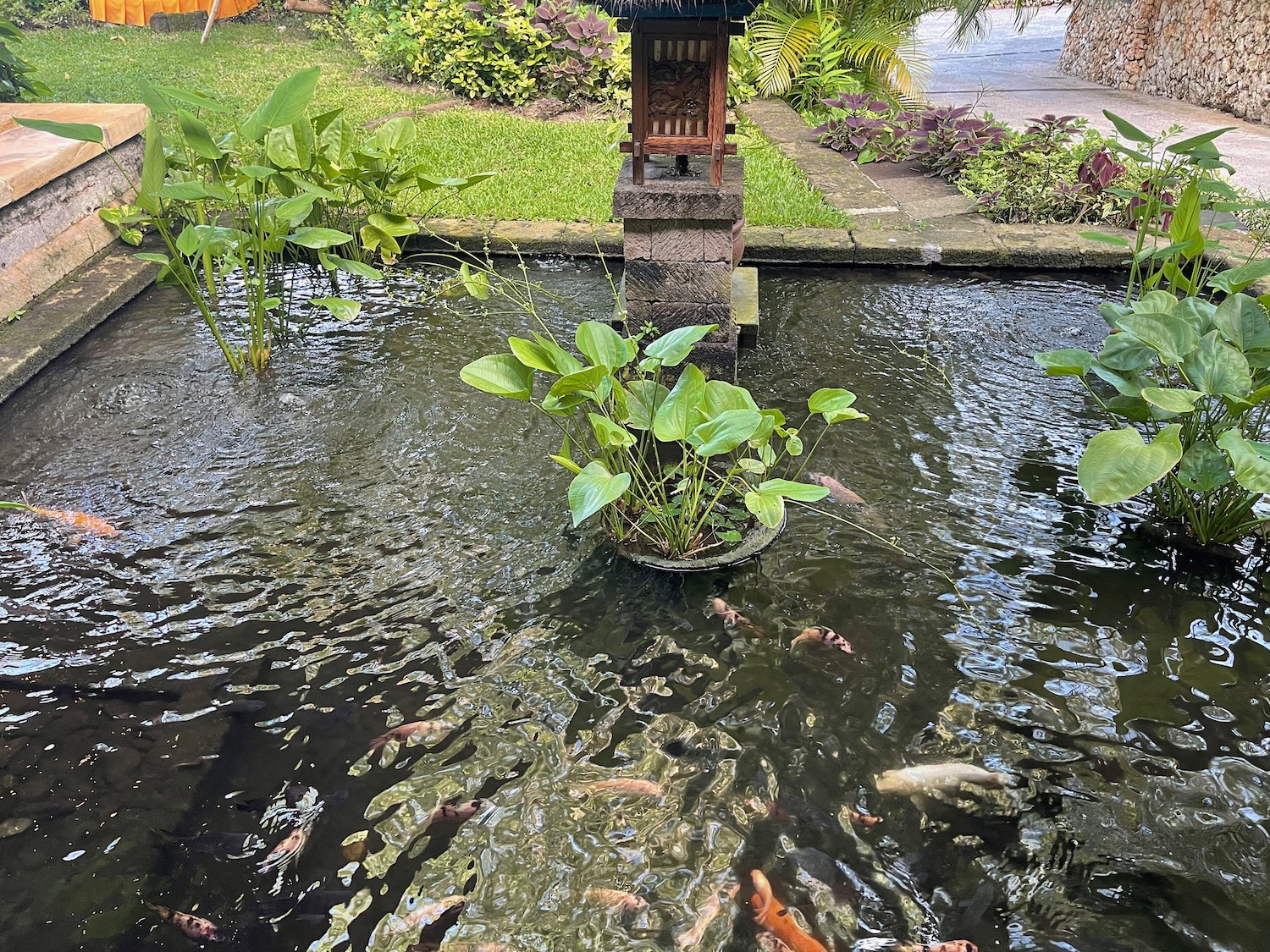 a pond with fish and plants