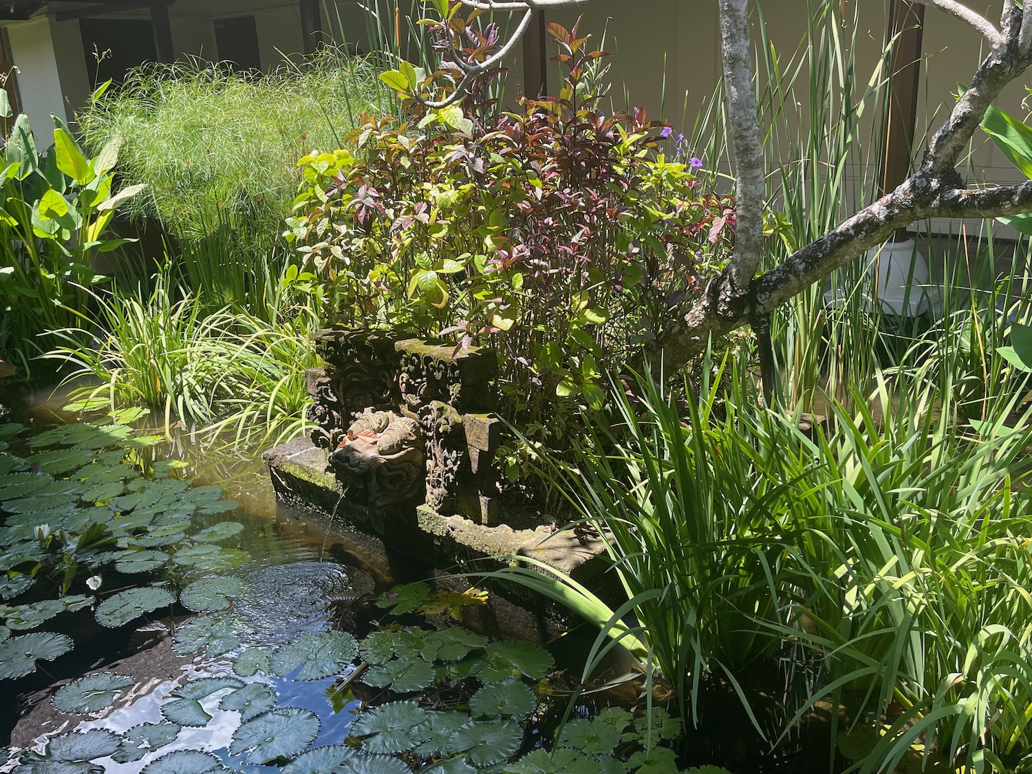 a pond with plants and lily pads