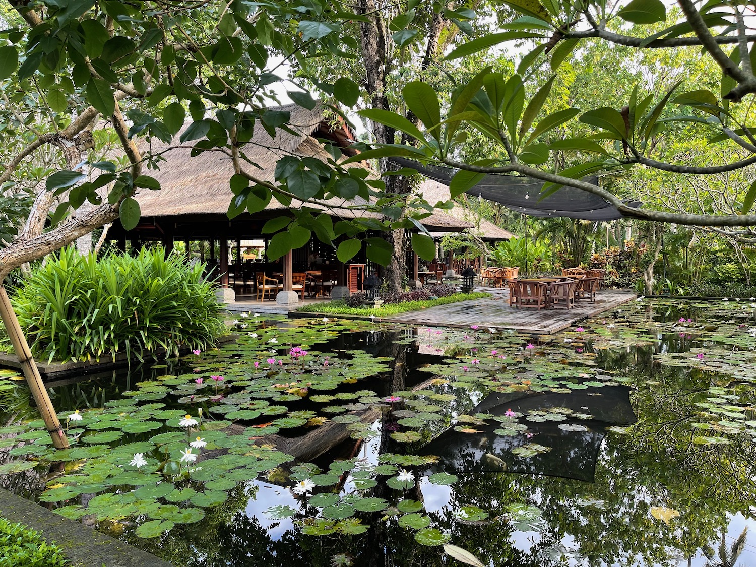 a pond with water lilies and a building with a thatched roof