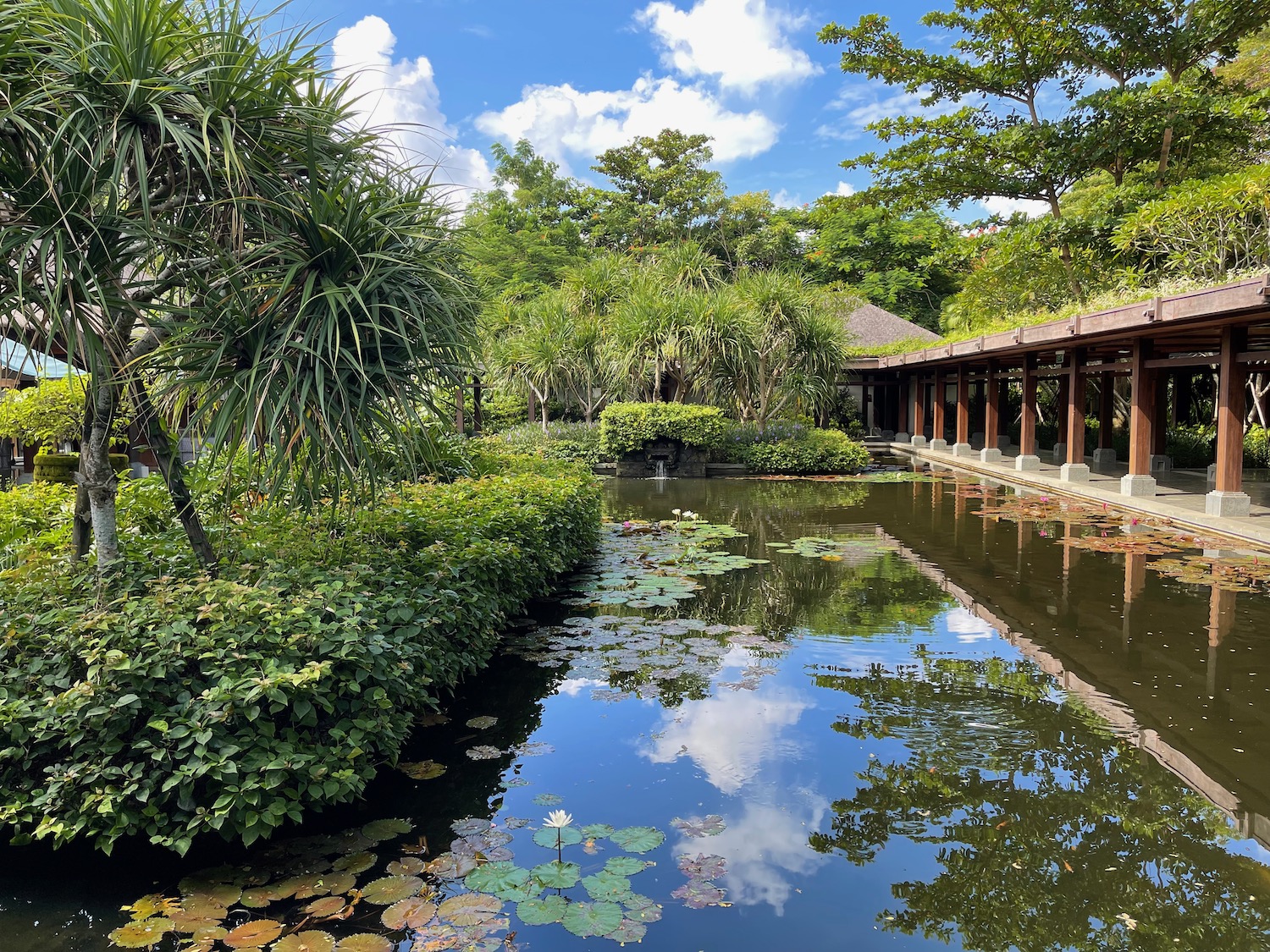 a pond with plants and trees in the background