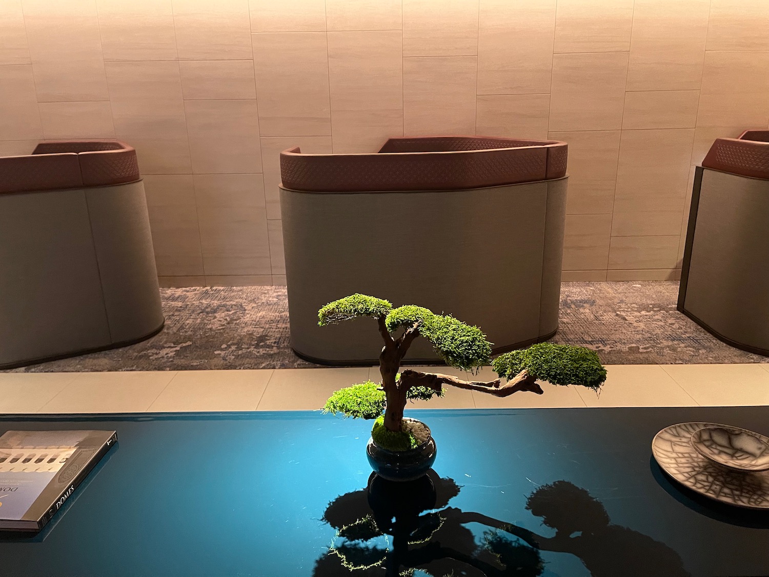 a bonsai tree on a table