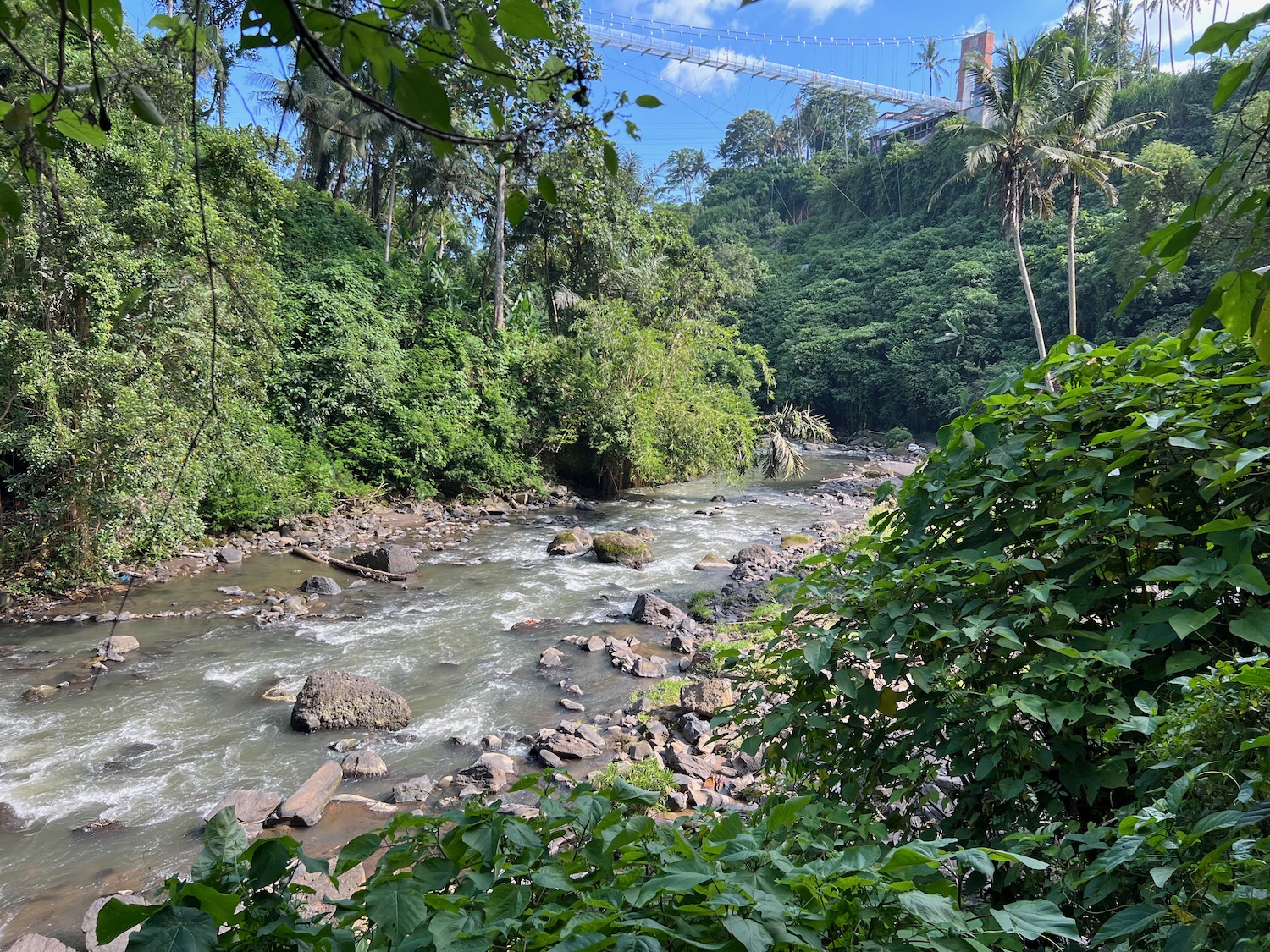 a river running through a forest