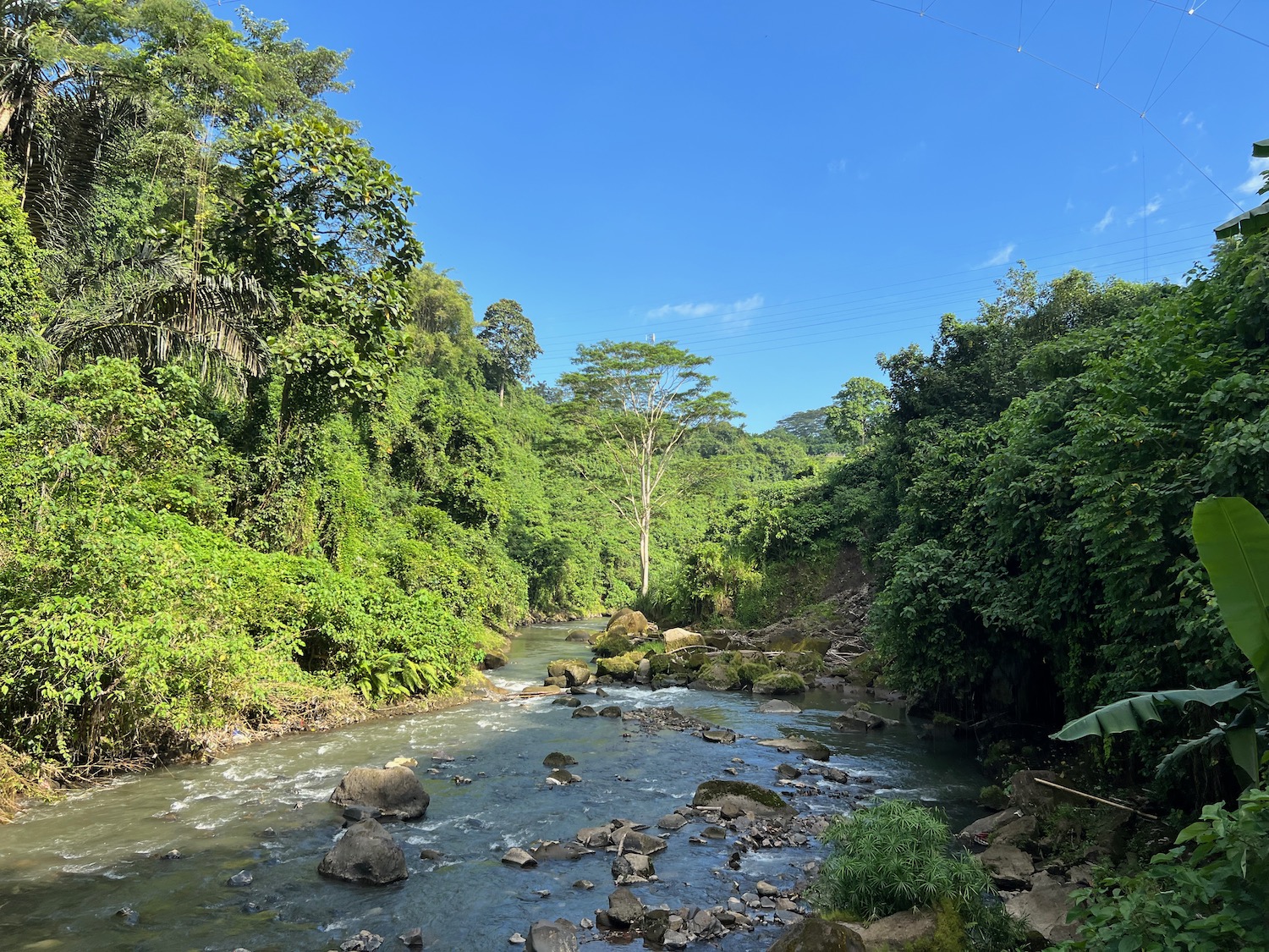 a river running through a forest