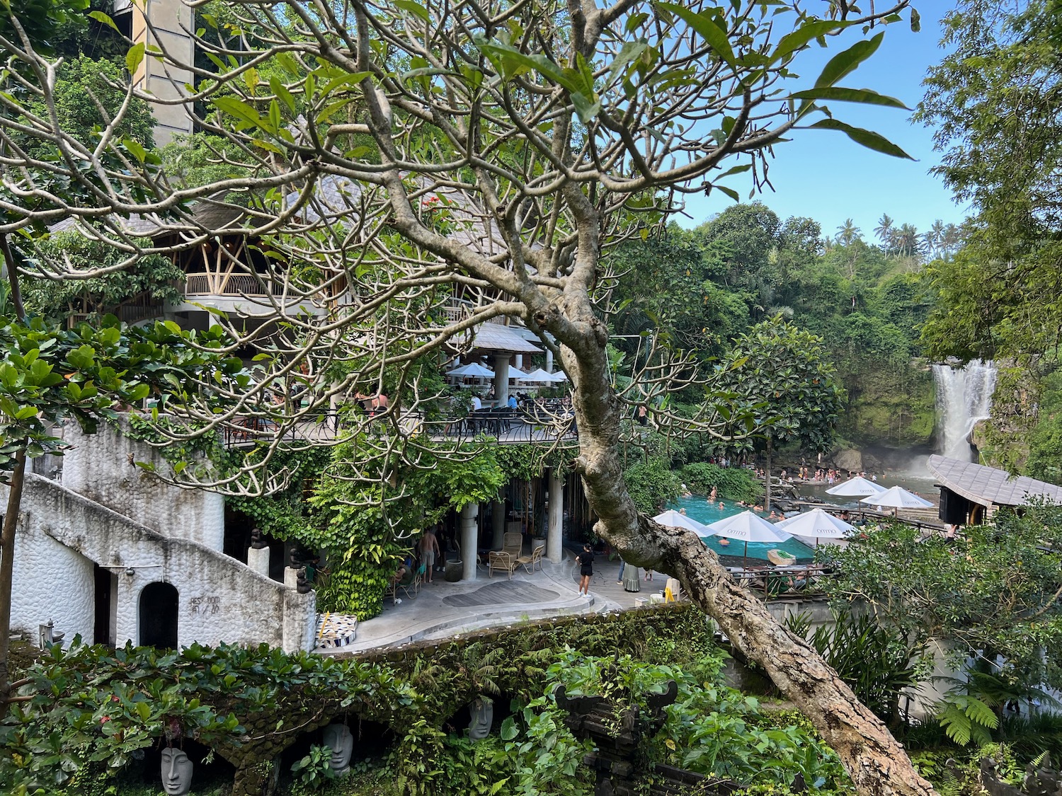 a tree with many people in the background