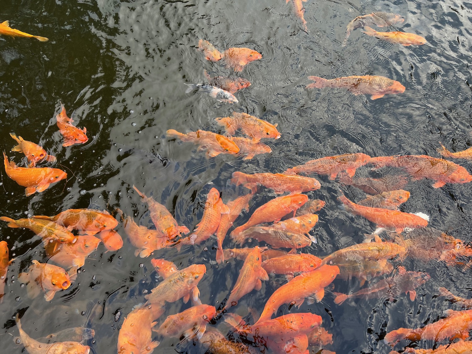 a group of orange fish in water