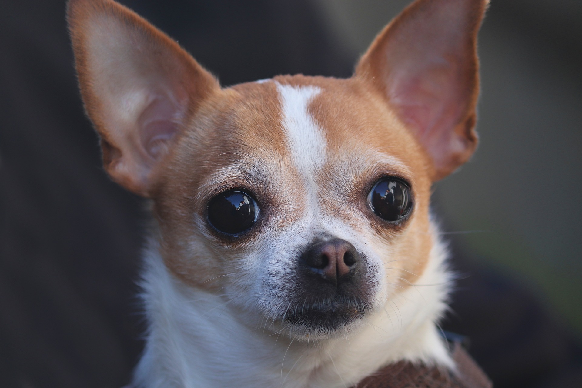 a close up of a dog