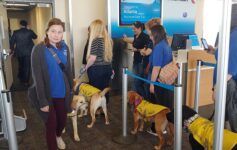 Carry-On Dogs American Airlines