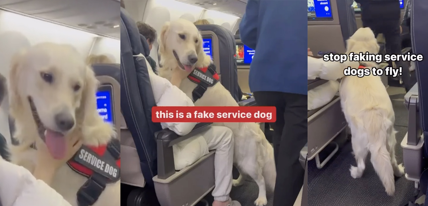 a dog sitting on a person's lap