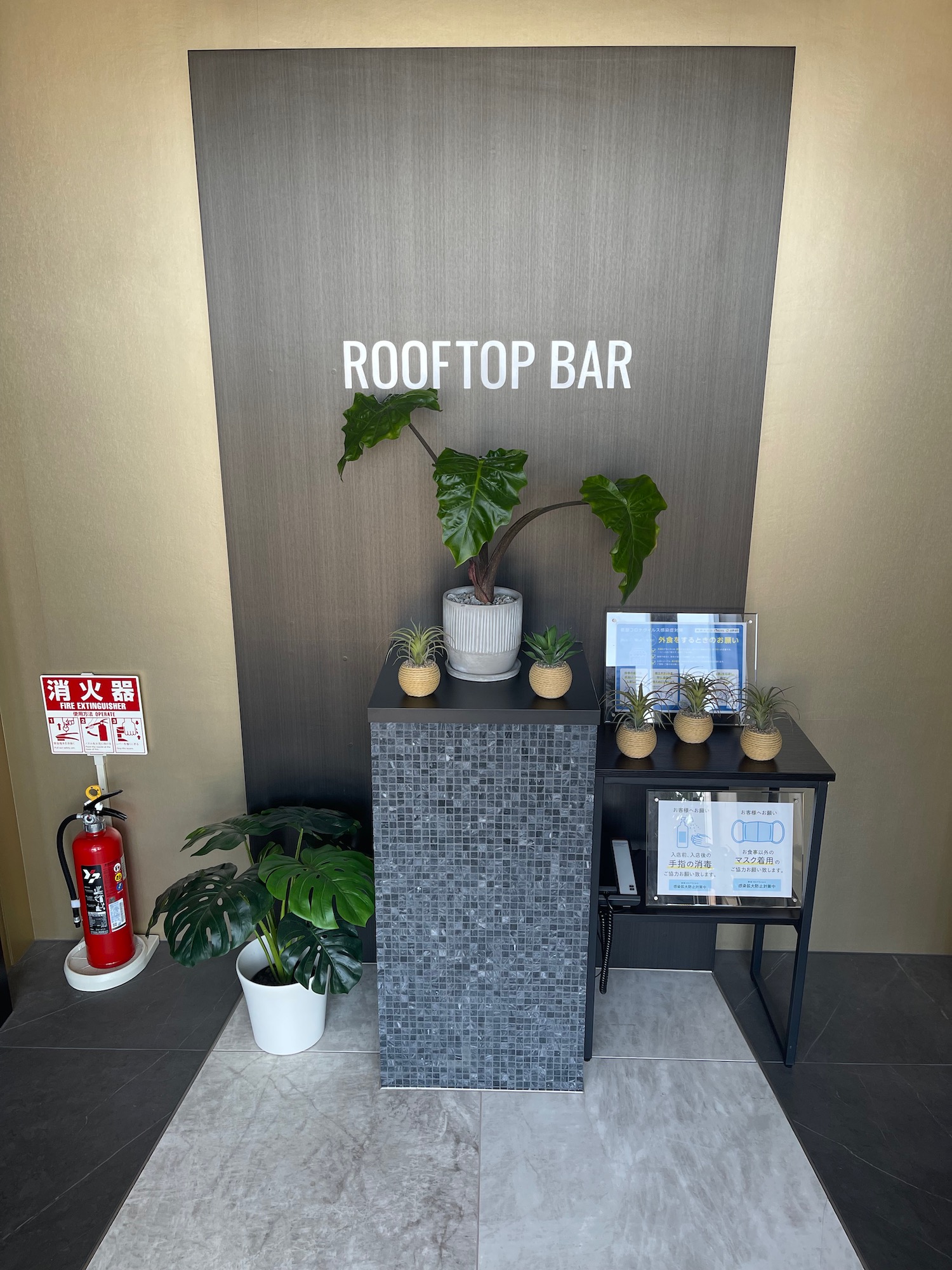 a small potted plant on a counter