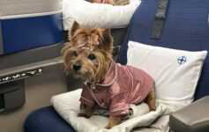 Dogs Polaris Business Class