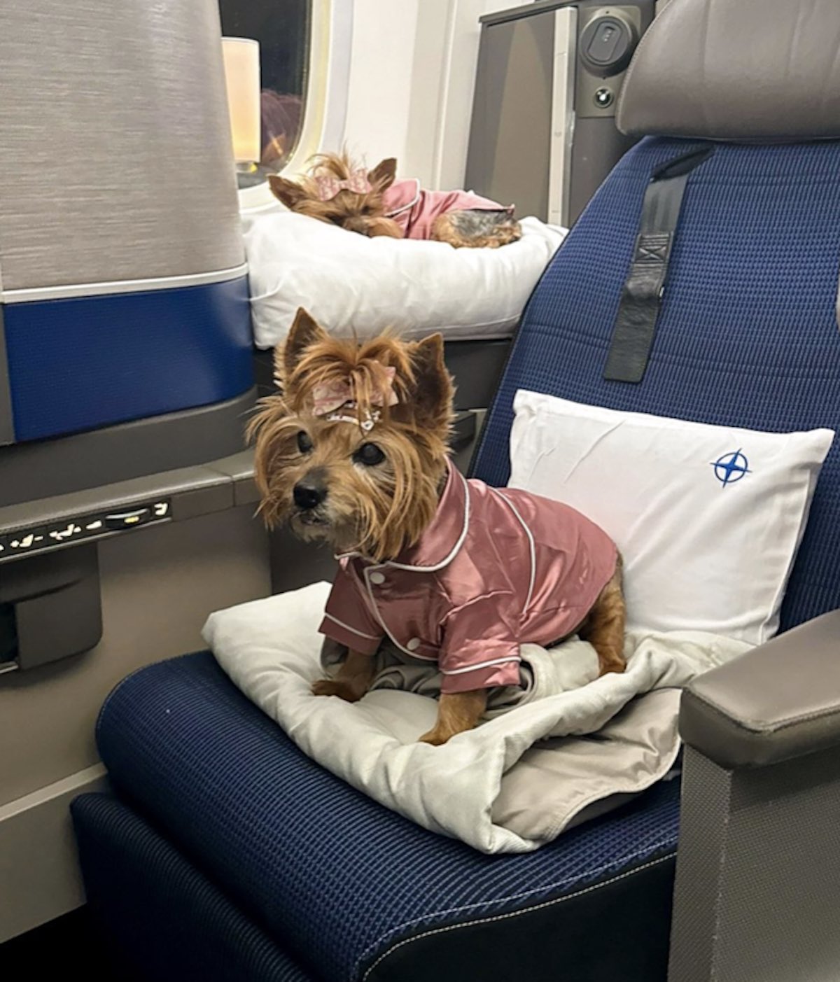 a dog in a pink shirt on a chair