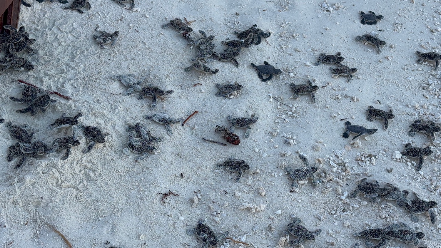 a group of baby turtles on the sand
