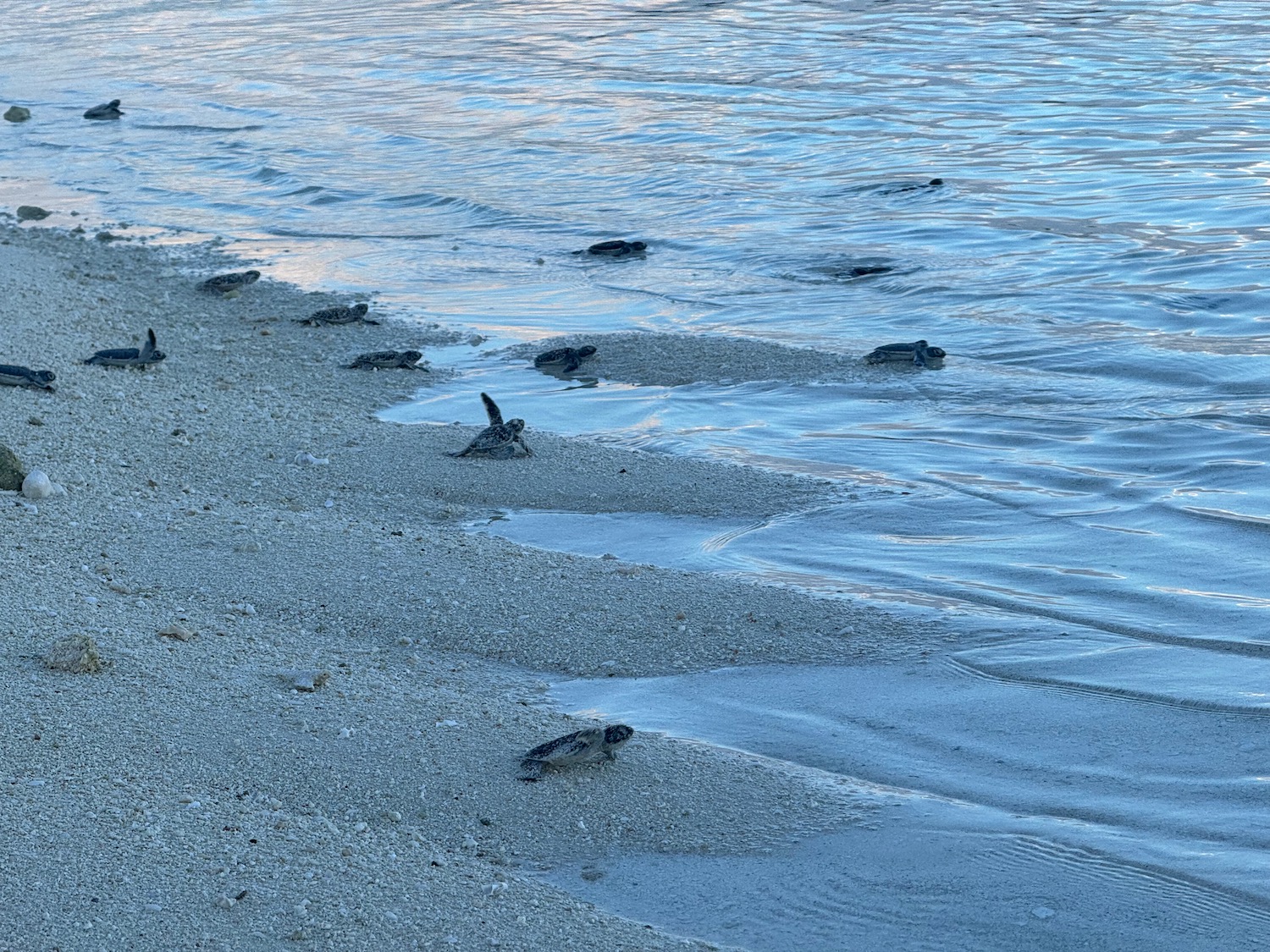 a group of baby turtles on a beach