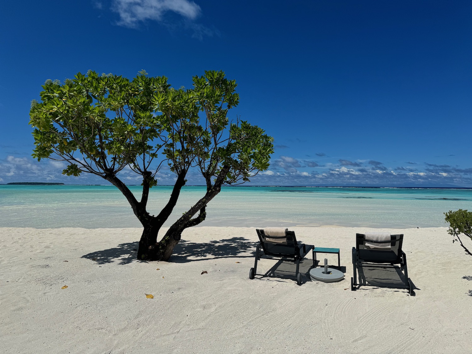 a beach with chairs and a tree