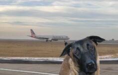Dog Attack American Airlines