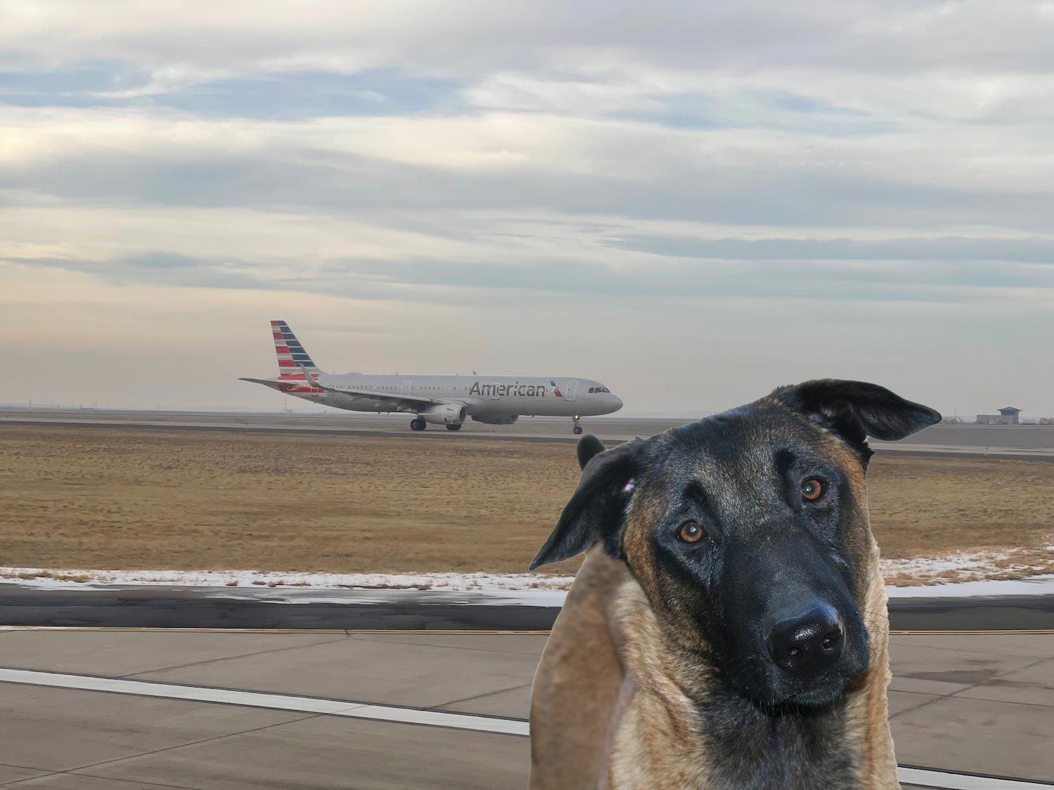 a dog sitting on a runway with an airplane in the background