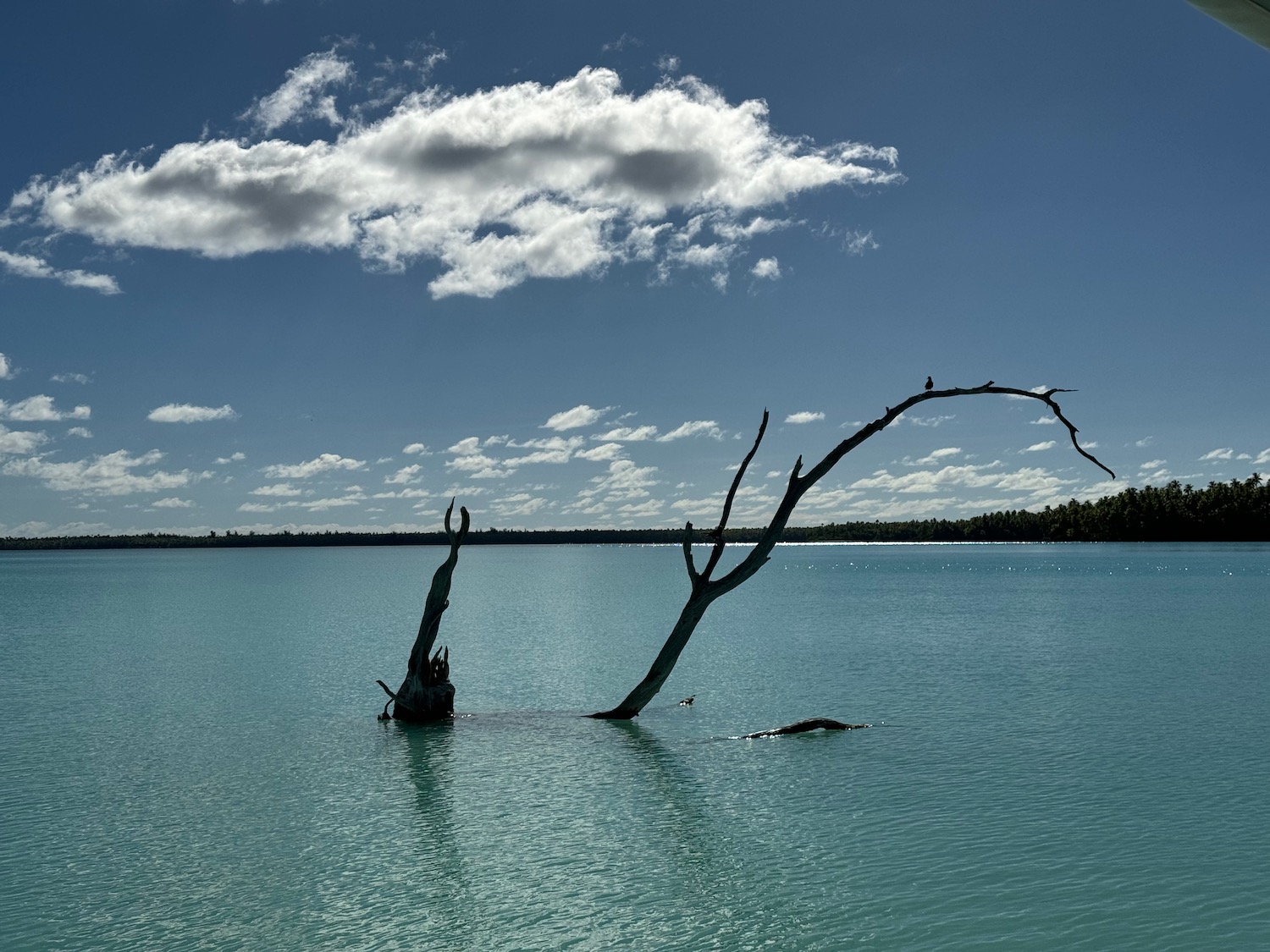 a tree in the water