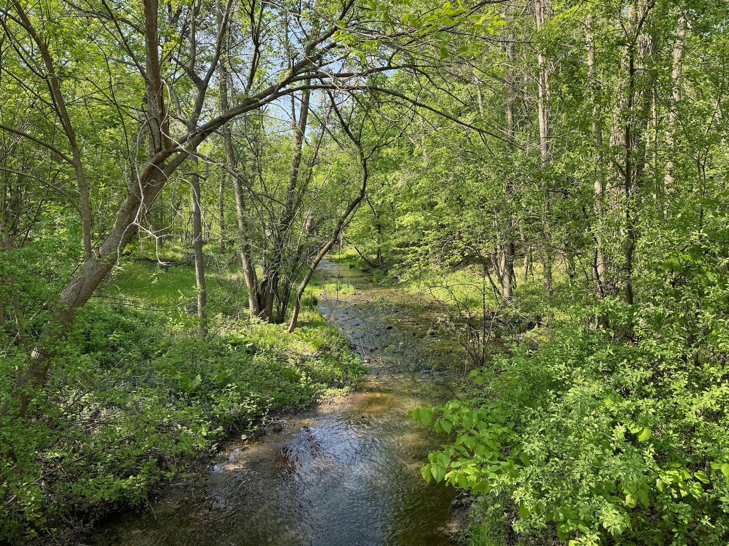 a stream in a forest