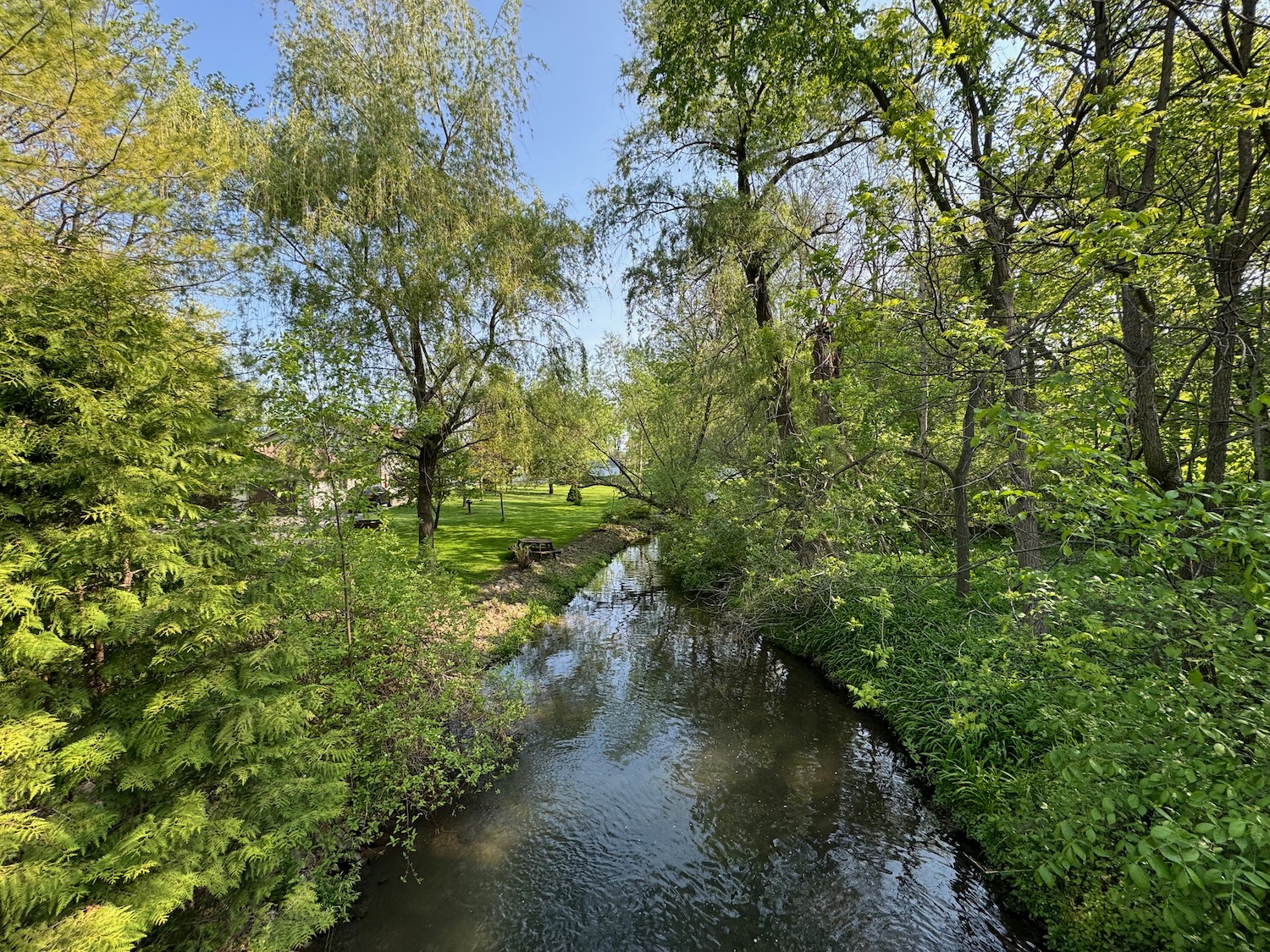 a stream with trees and grass