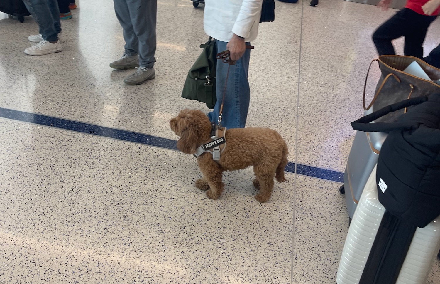 a dog on a leash