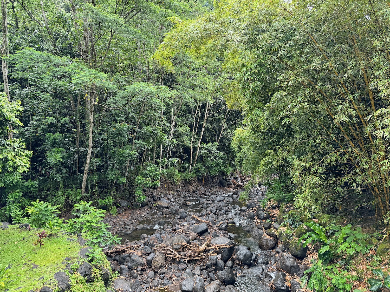 a river running through a forest