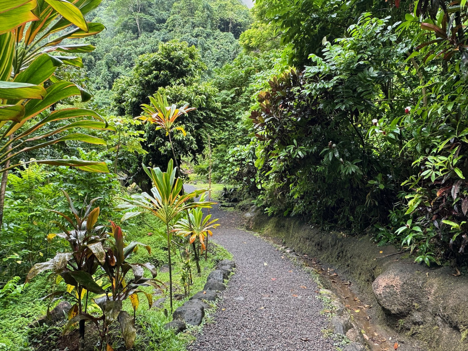 a path in a forest