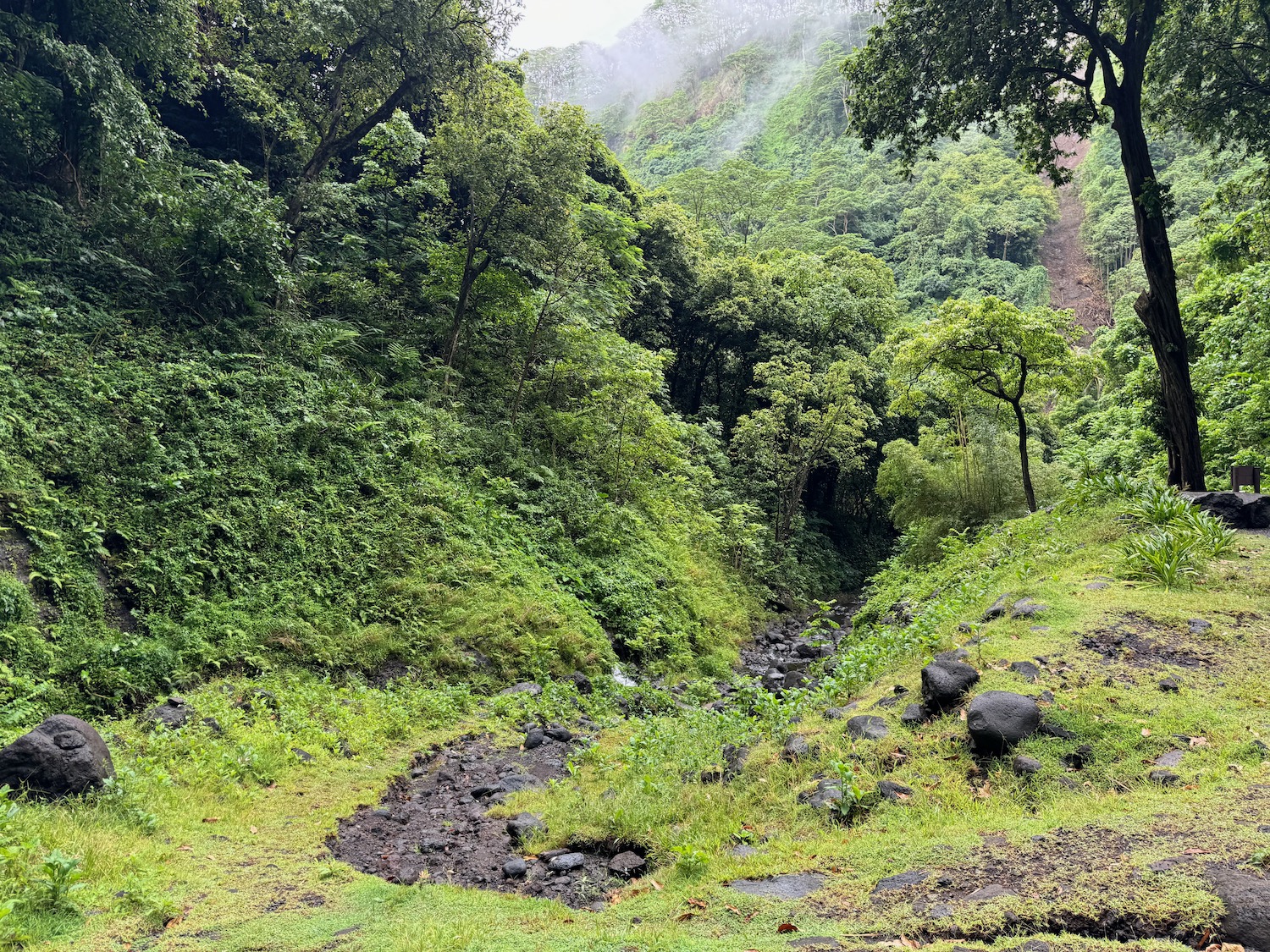 a stream running through a forest