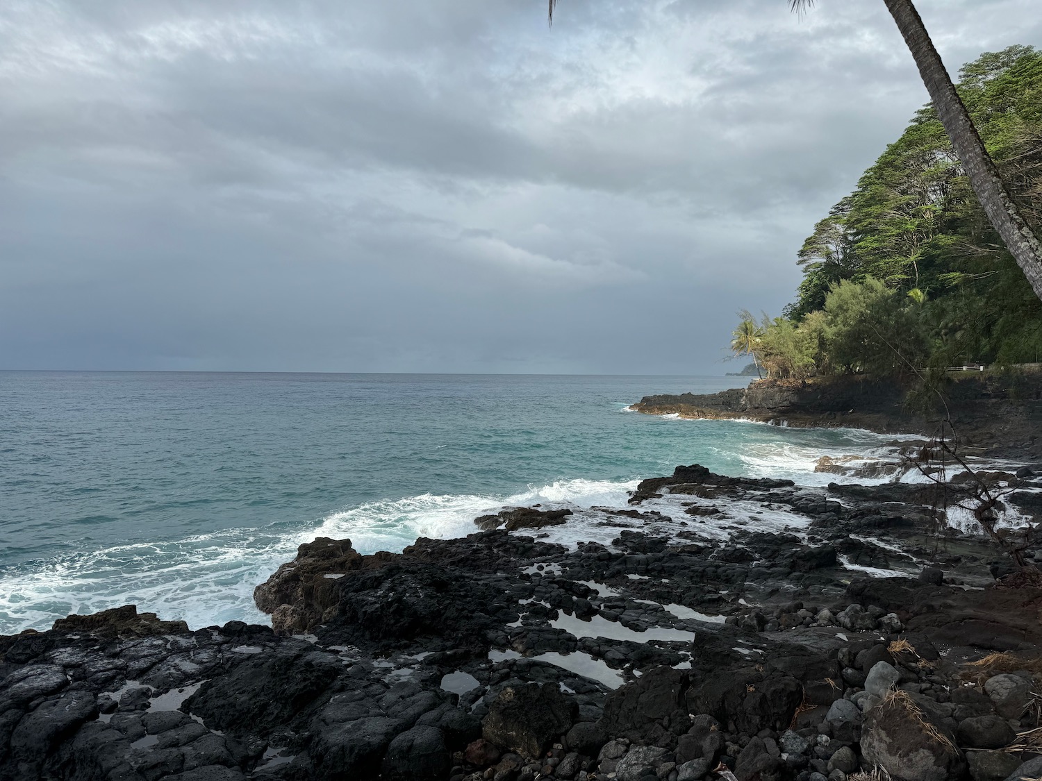 a rocky beach with trees and water