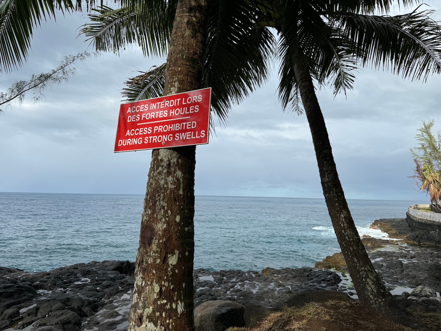 a sign on a tree by the ocean