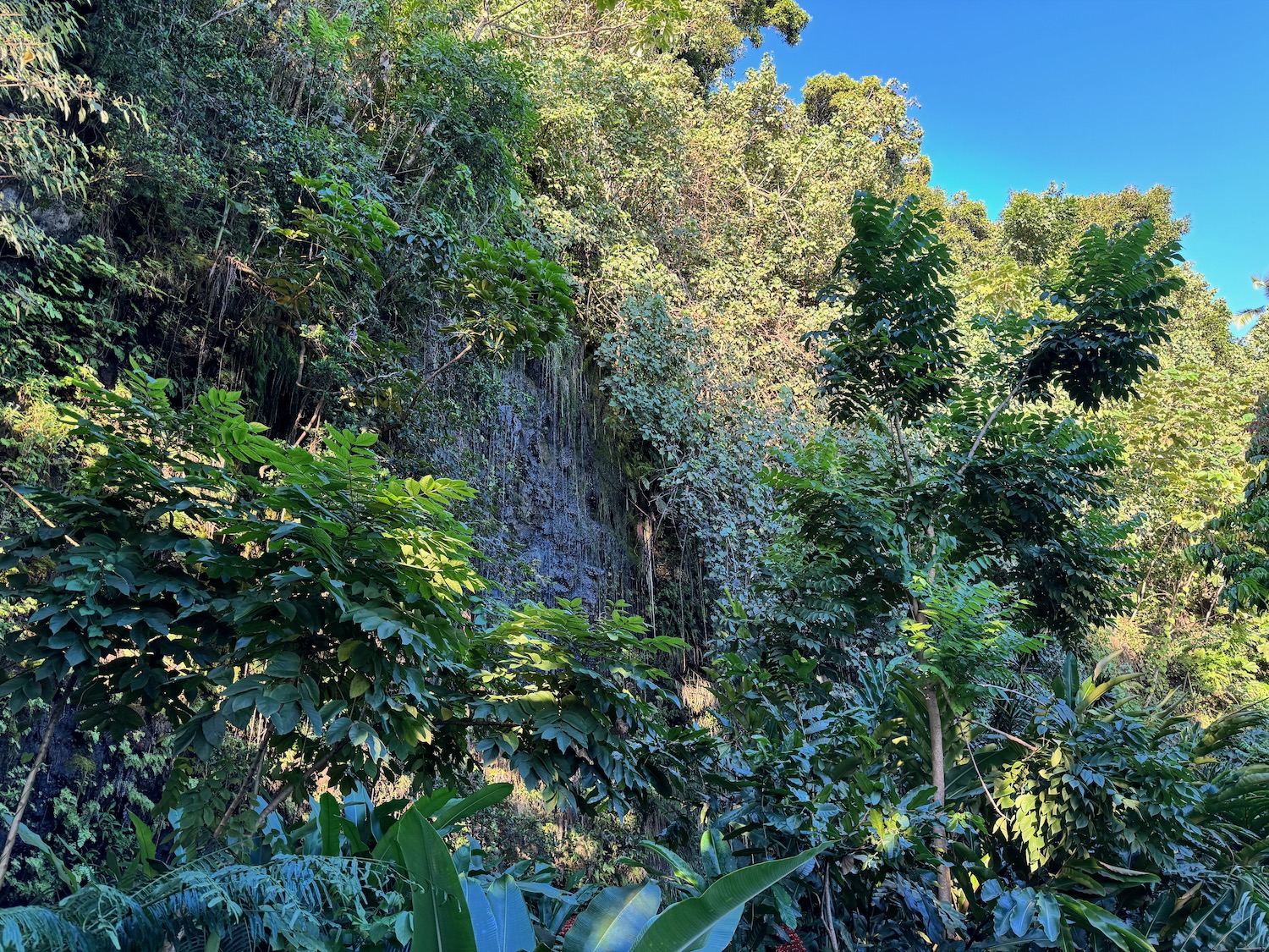 a forest with trees and plants