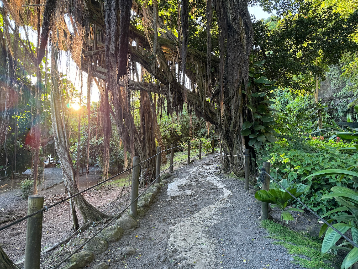 a path with a tree and plants