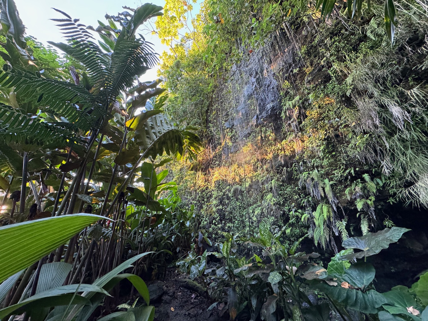 a large green plant growing on a cliff