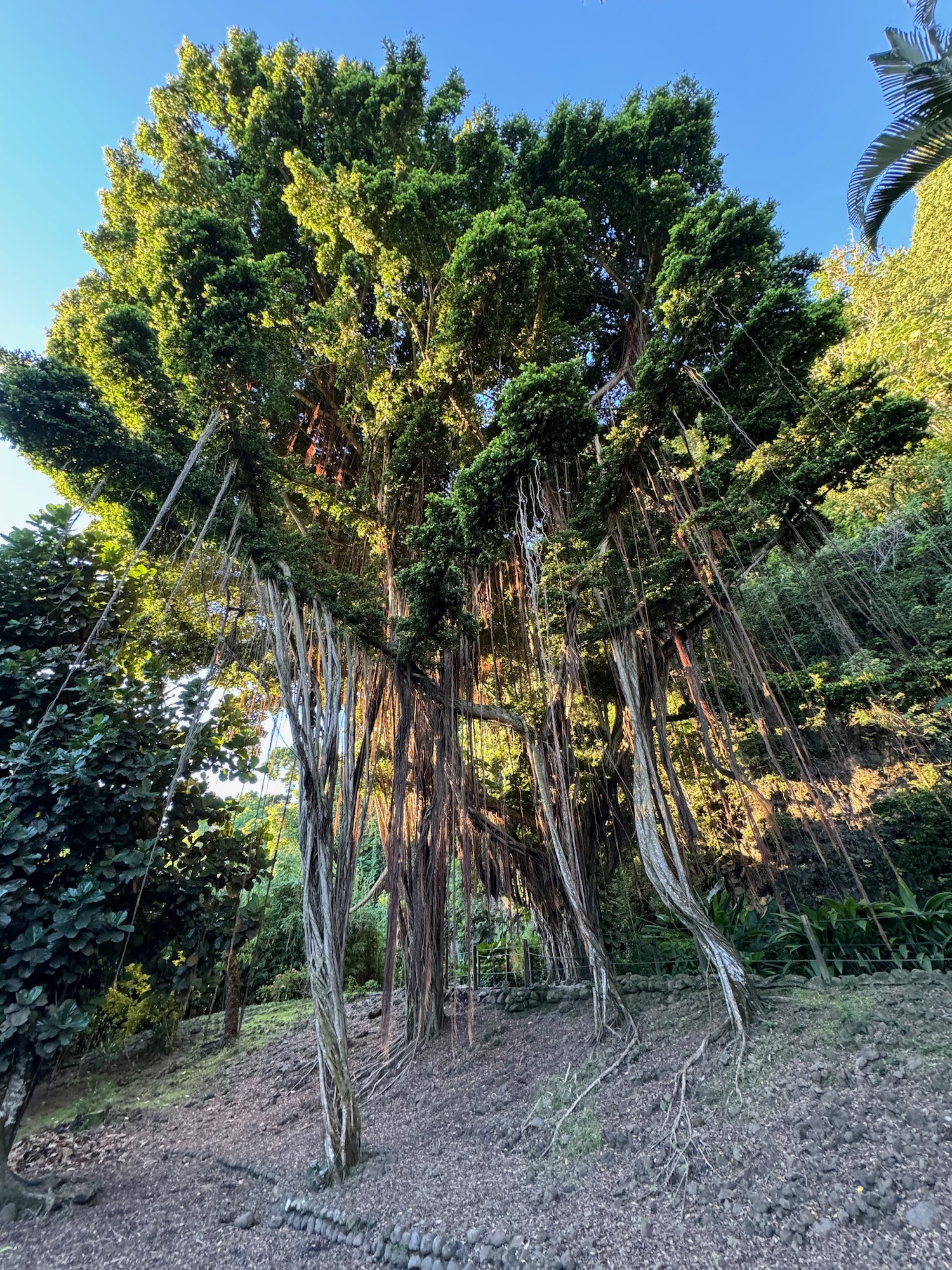 a tree with vines