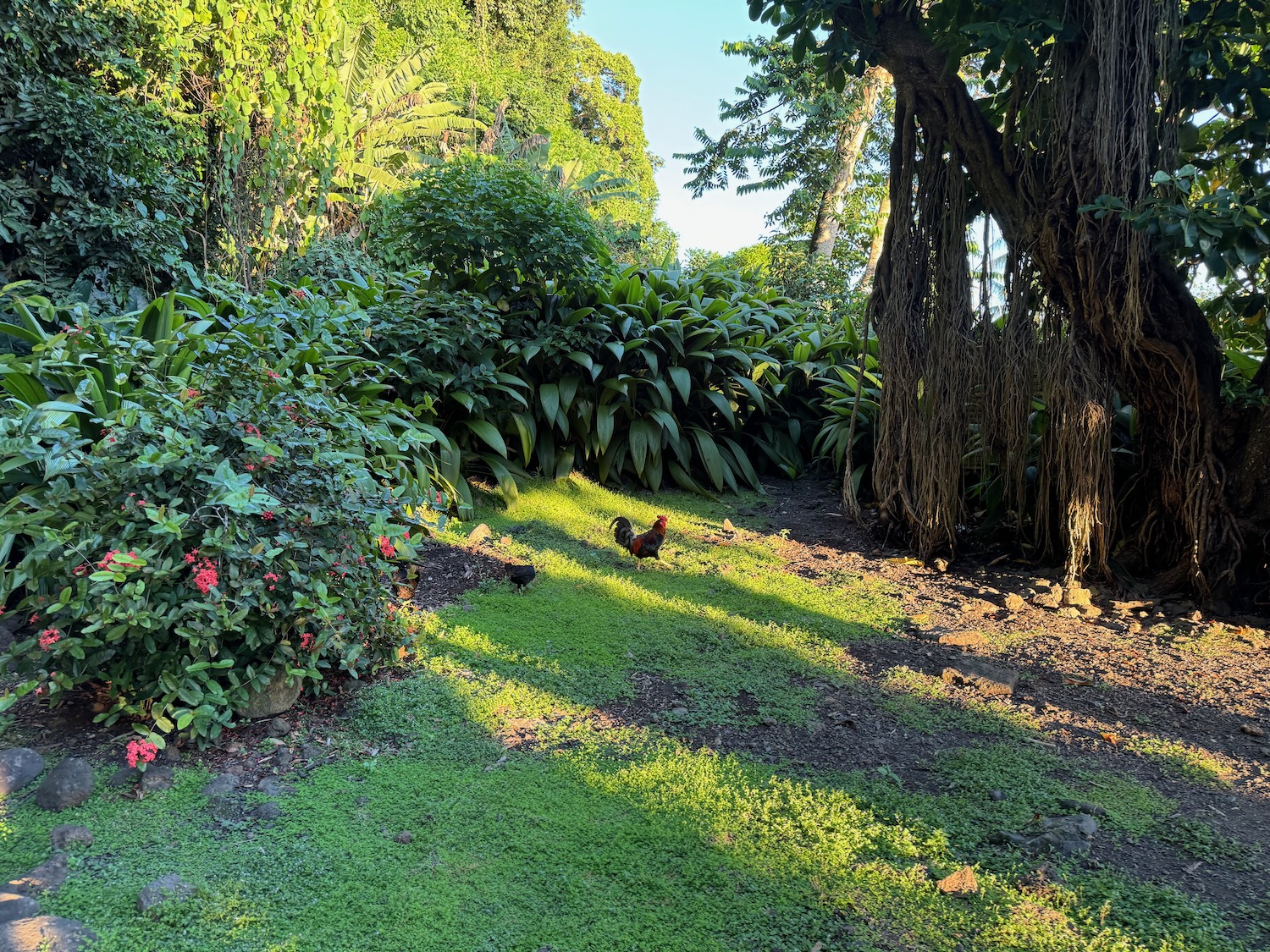 a rooster in a yard