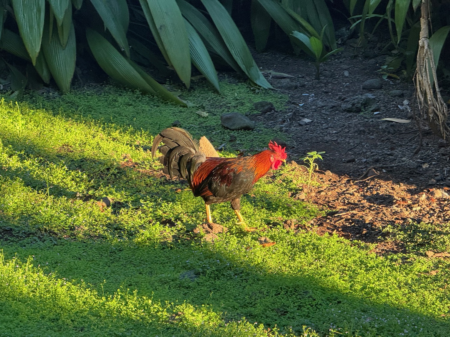 a rooster walking on grass