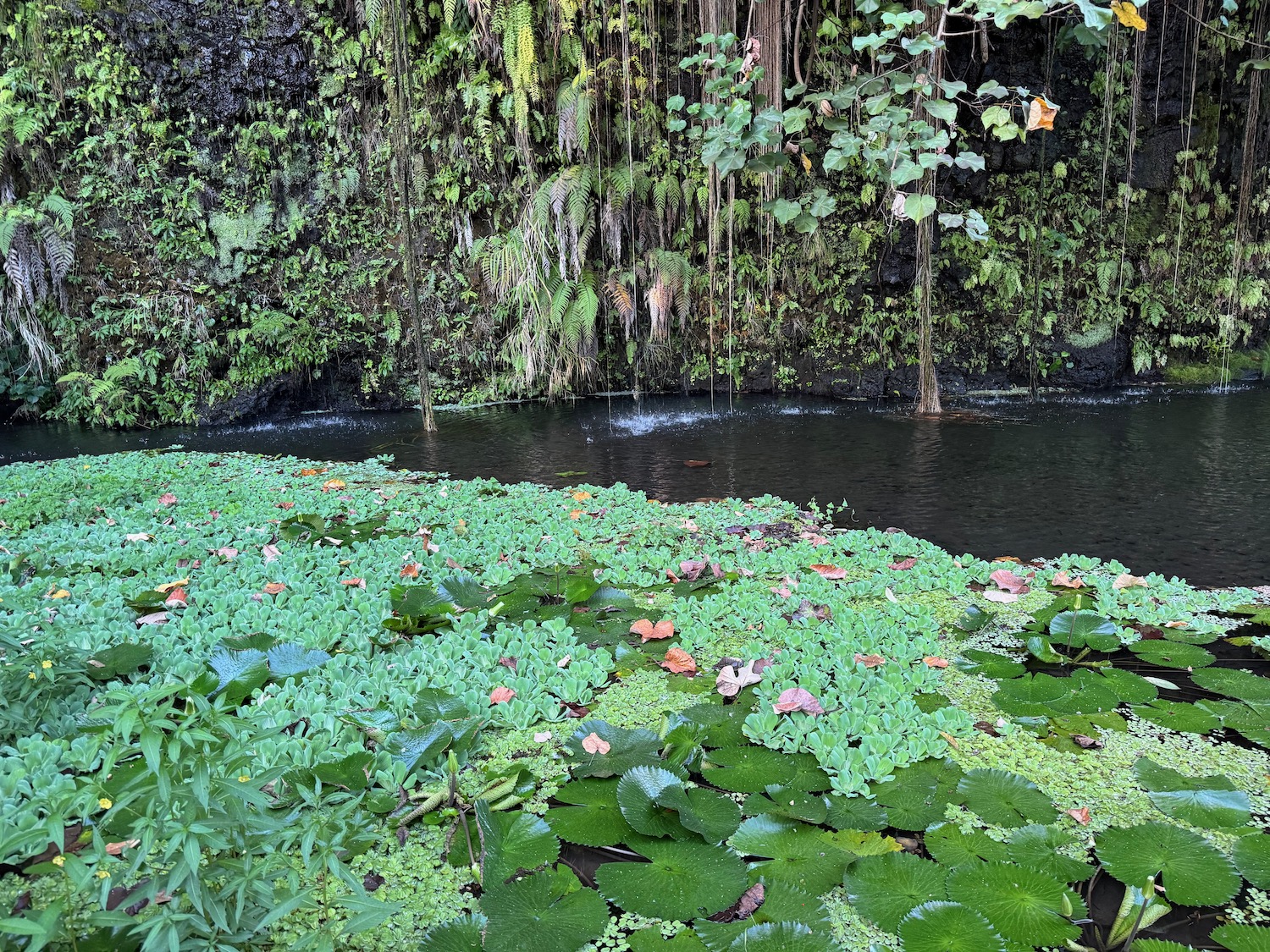 a river with plants and a rock wall