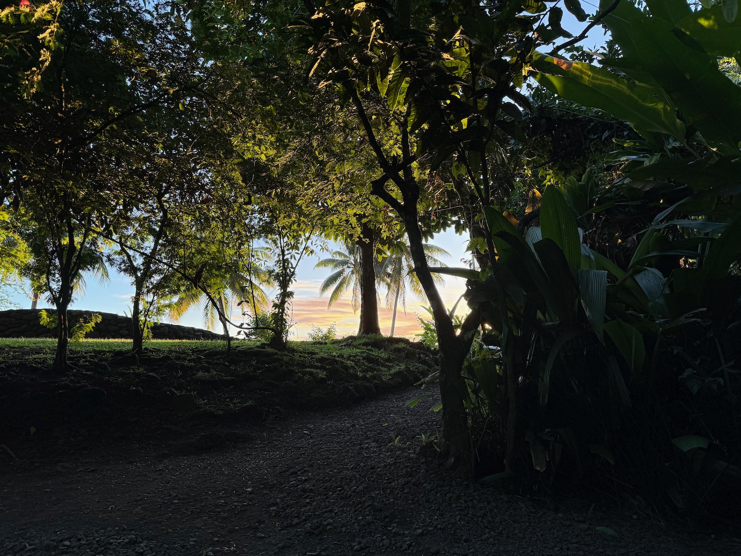 a path through a forest