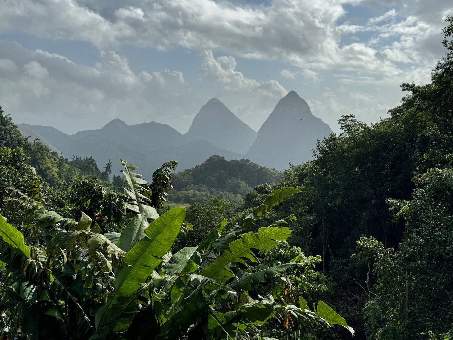 a view of a forest and mountains