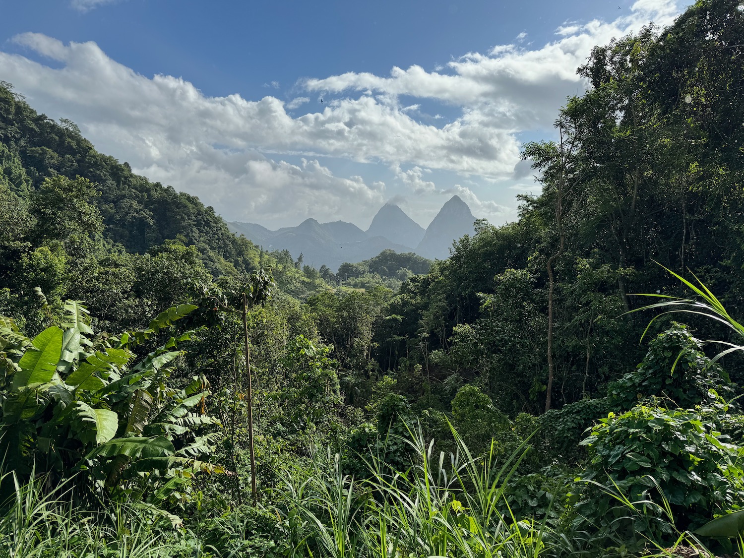 a forest with trees and mountains in the background