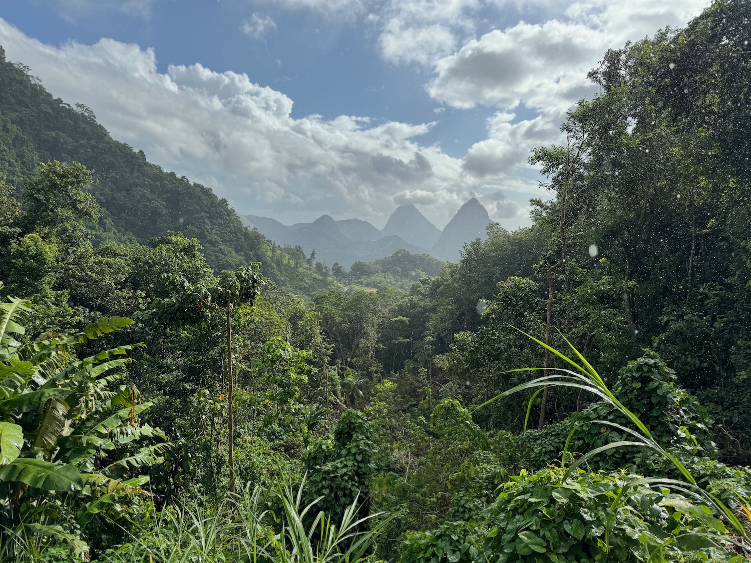 a view of a forest and mountains from a window