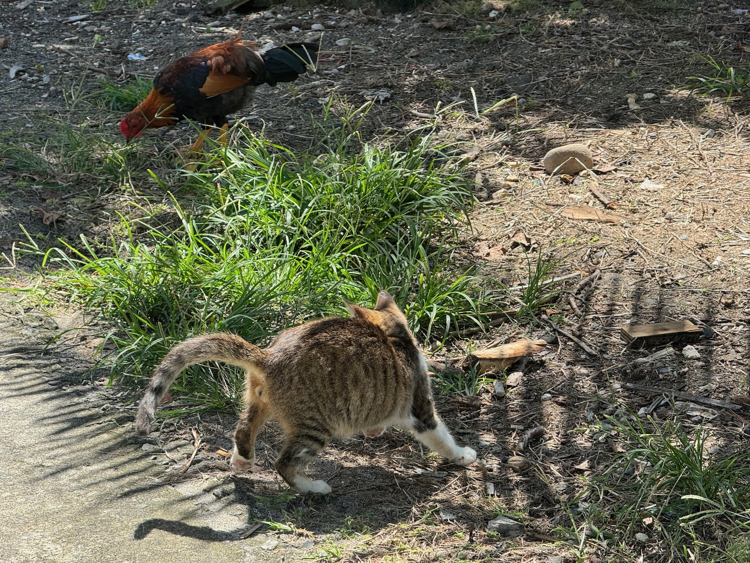 a cat walking on the ground next to a rooster