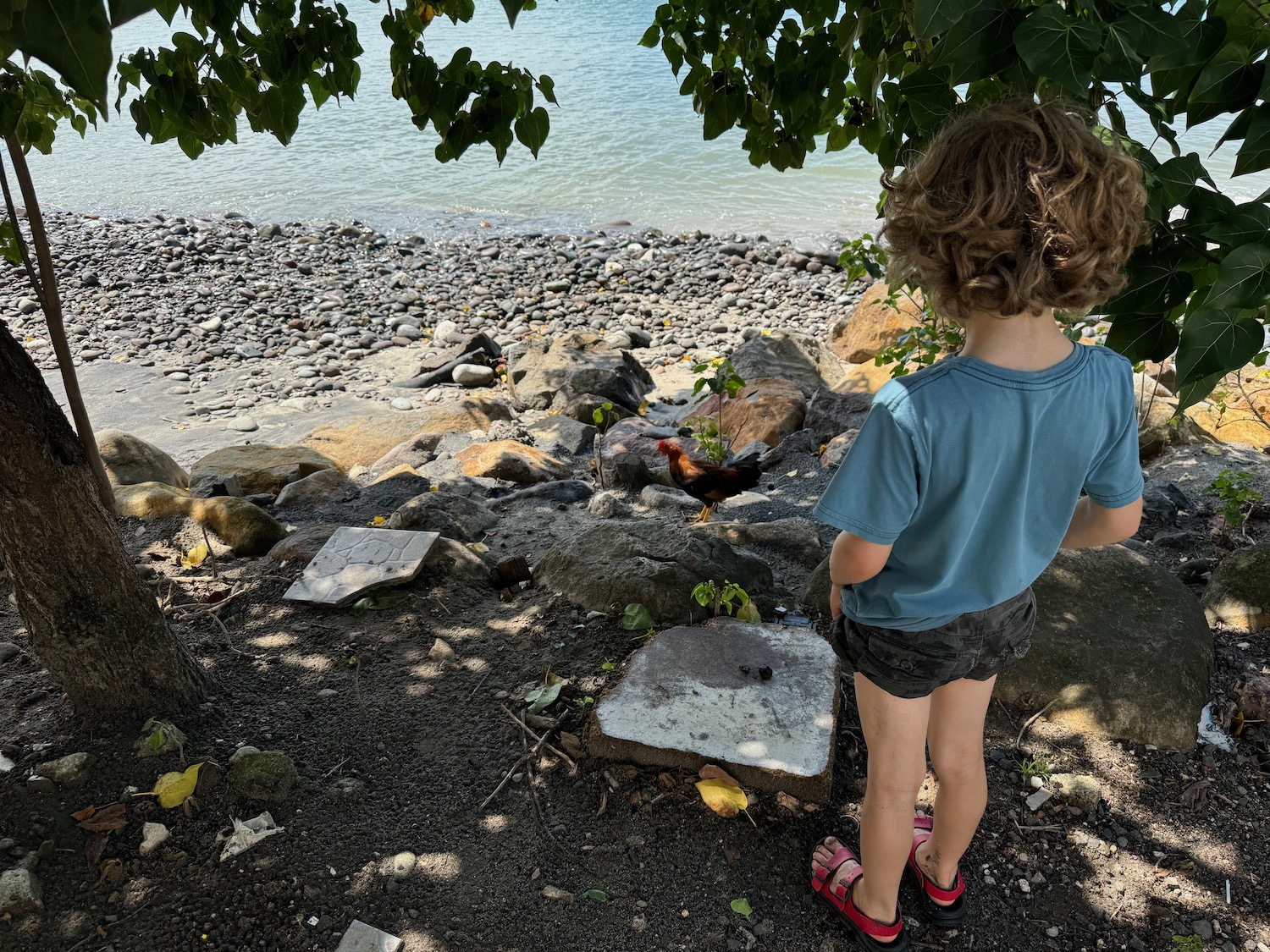 a child standing on a rocky beach looking at a chicken