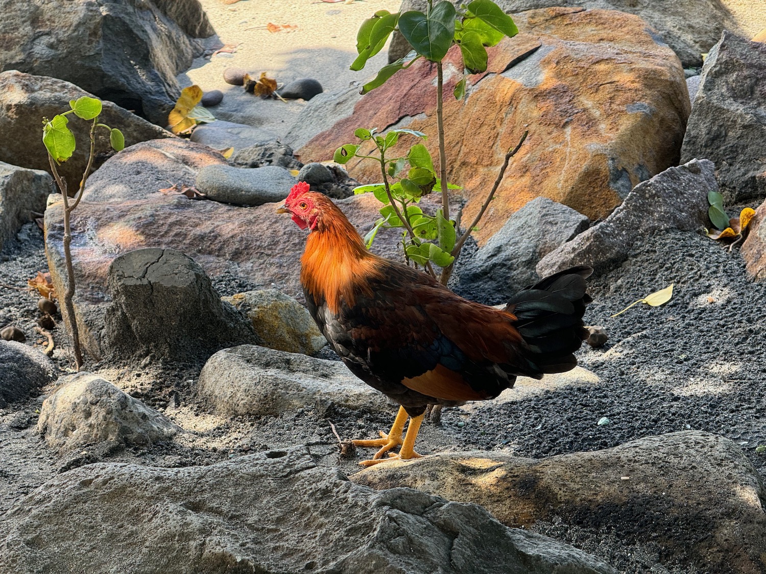 a rooster standing on rocks