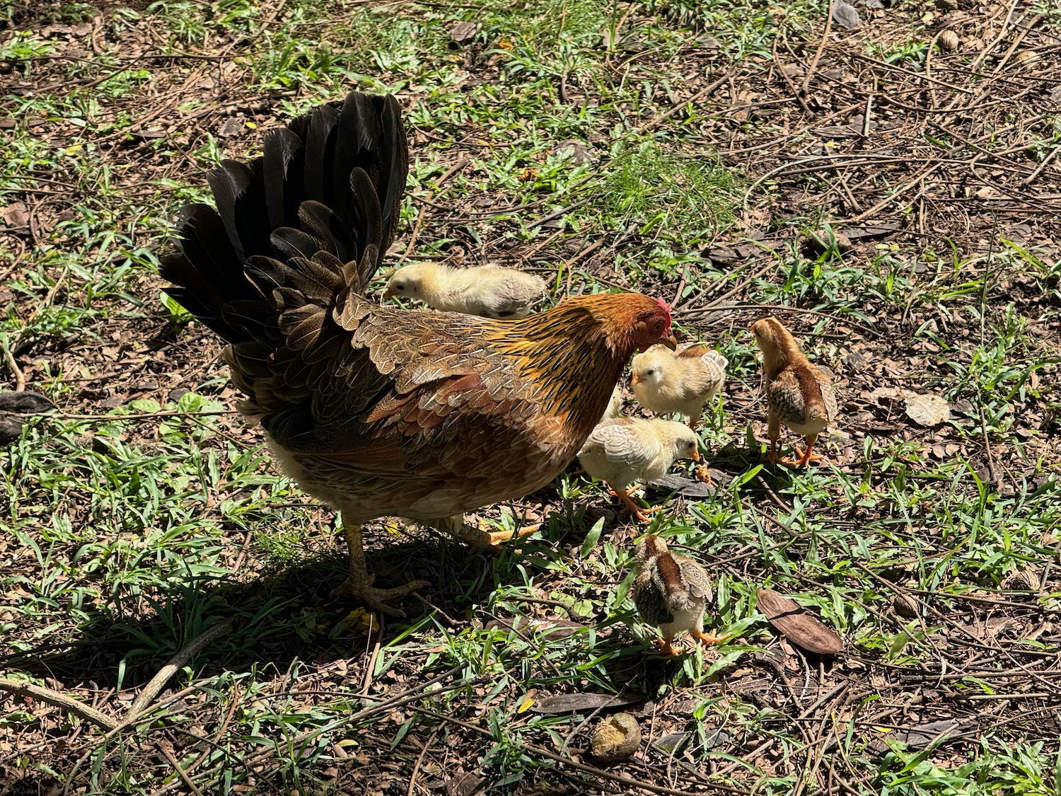 a hen and chicks on grass