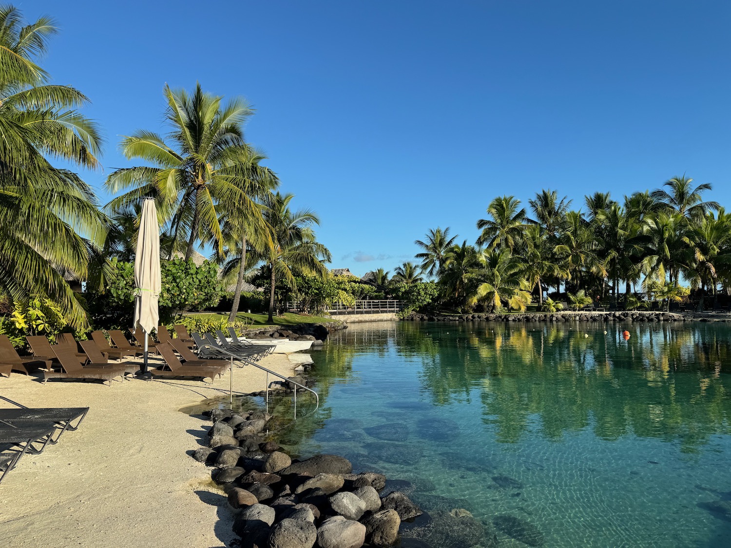 a pool with palm trees and chairs