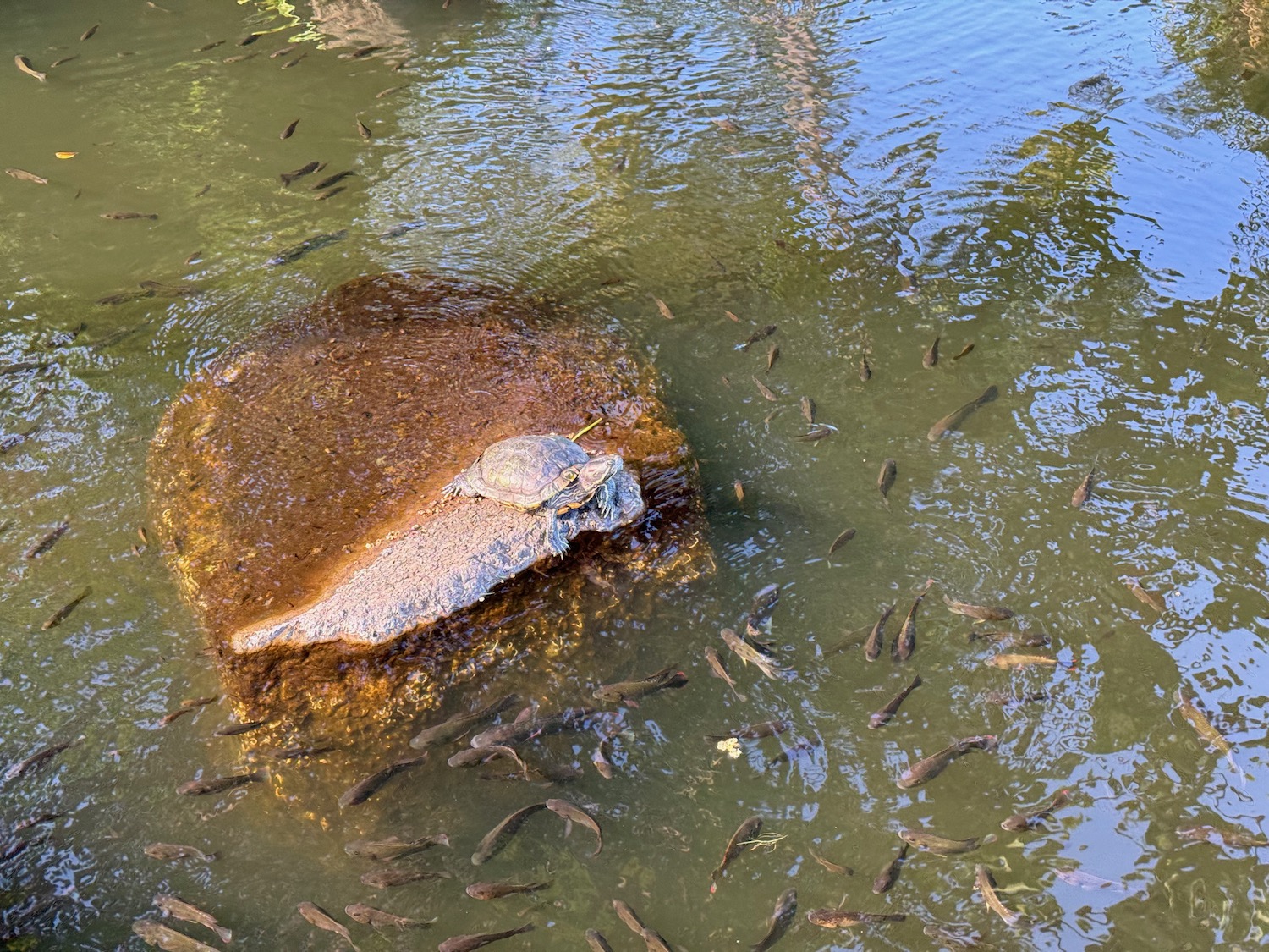 a turtle on a rock in a body of water with fish